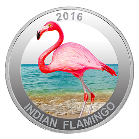Indian Flamingo Capsule